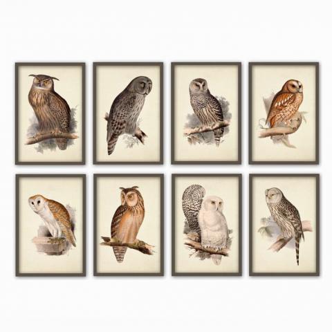 Eight Owls Print Set